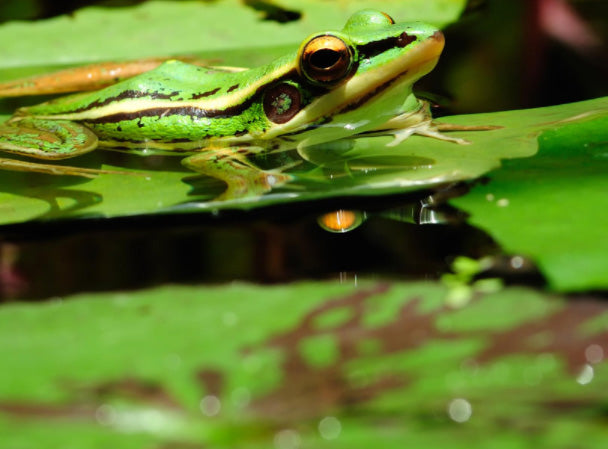 Lazy Frog Shop